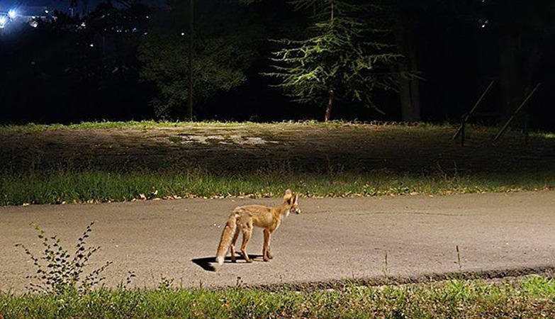 LISICA VIĐENA U PARKU BRĐANKA