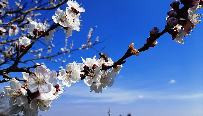 U PETAK NAM STIŽE PROLEĆE